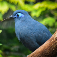 Blue Coua